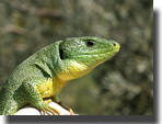 Lacerta trilineata